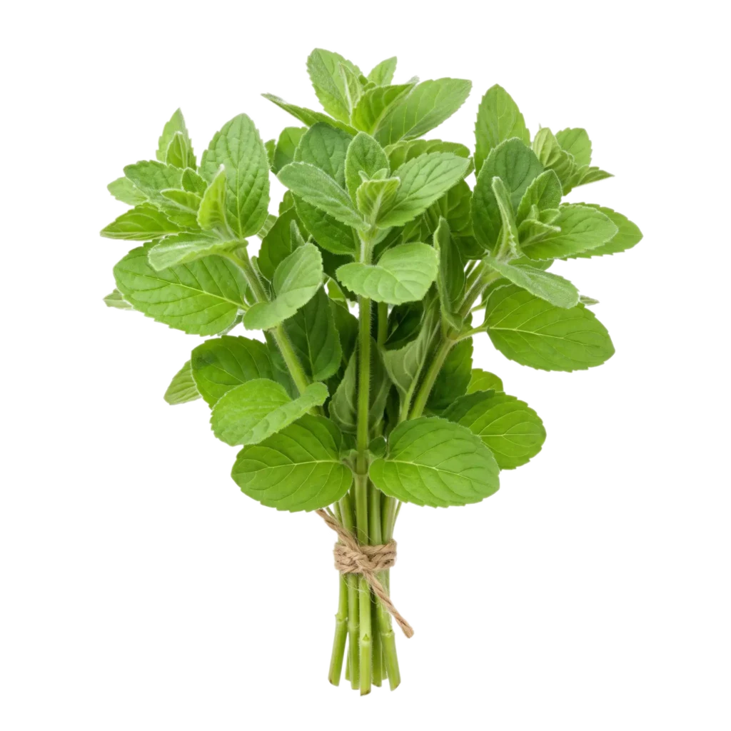 Ein Bund frische Apfelminze (Mentha suaveolens) mit hellgrünen, rundlichen und samtig behaarten Blättern