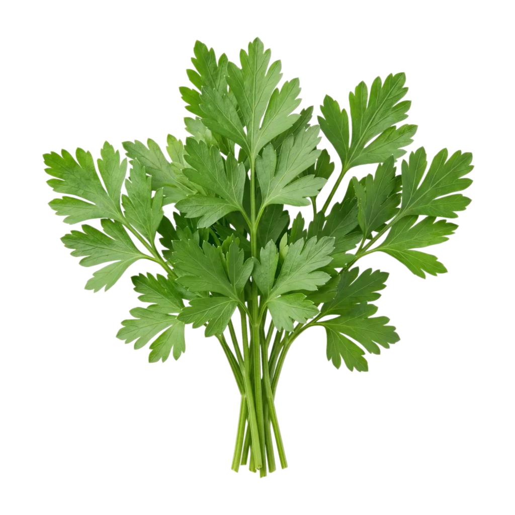 Ein Bund frische glatte Petersilie (Petroselinum crispum var. neapolitanum) mit flachen, tief gefiederten grünen Blättern