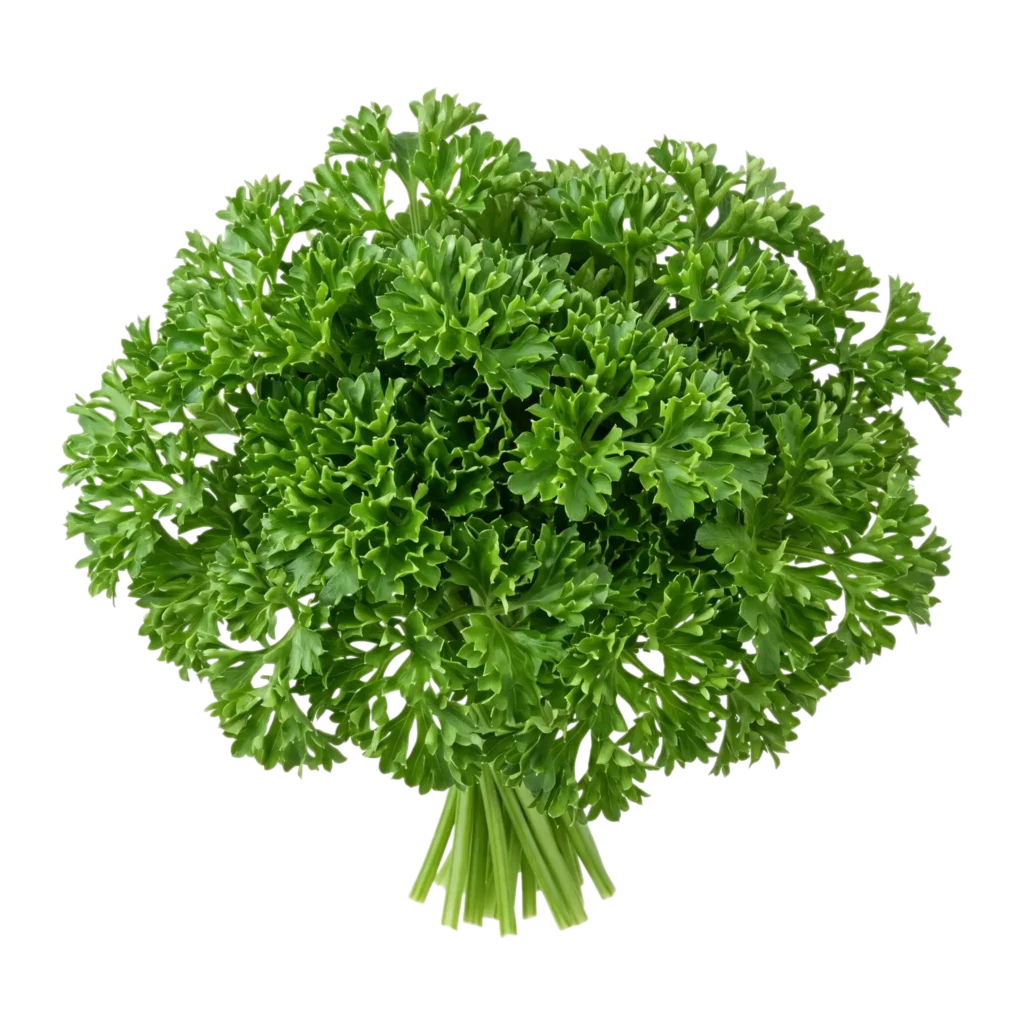 Ein Bund frische krause Petersilie (Petroselinum crispum var. crispum) mit dicht gekräuselten, dunkelgrünen Blättern
