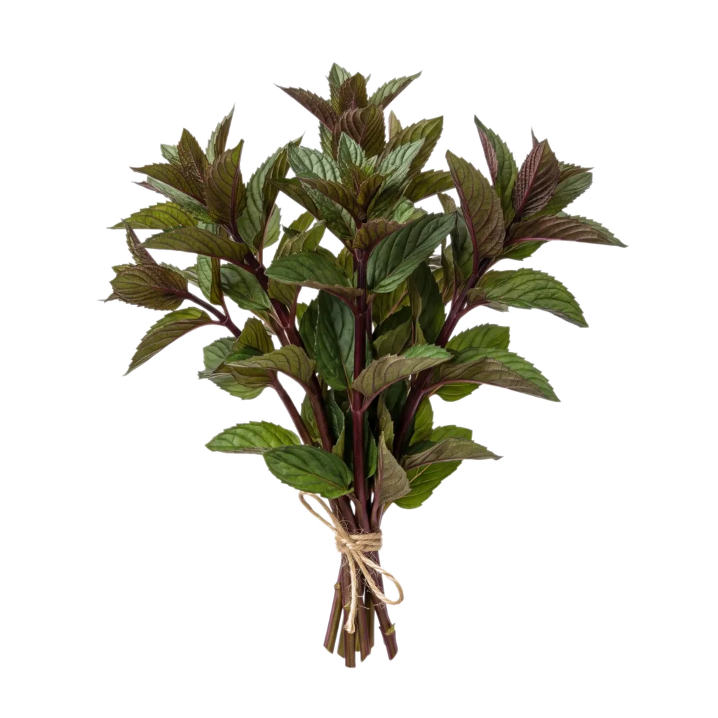 Ein Bund frische Schokominze (Mentha piperita 'Chocolate') mit dunkelgrünen, bräunlich überlaufenen Blättern und dunklen Stängeln